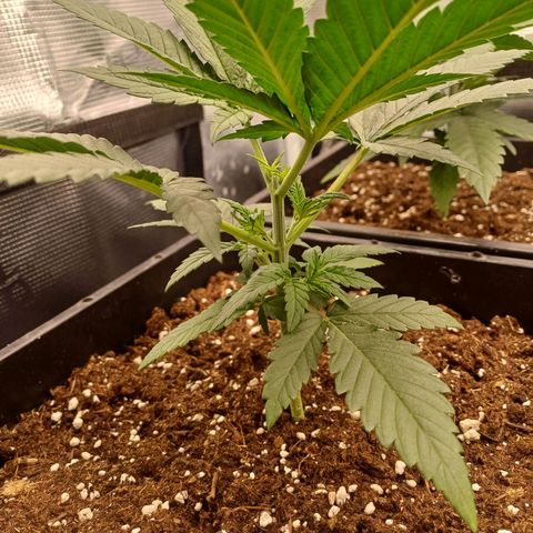 Wappa growlog timeline photo