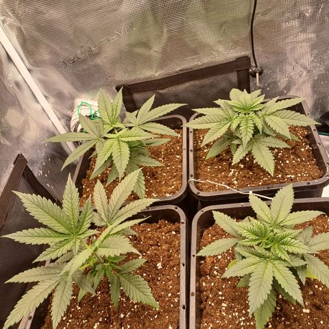 Wappa growlog timeline photo