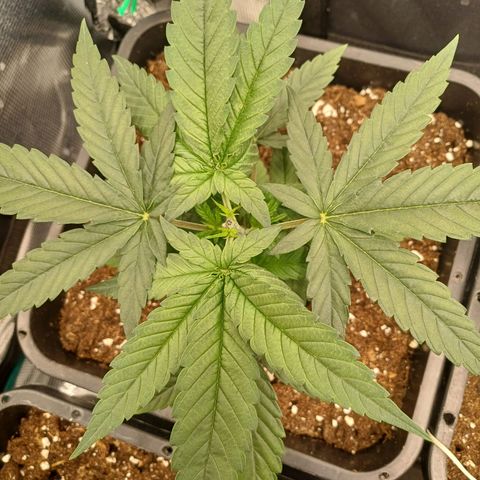 Wappa growlog timeline photo