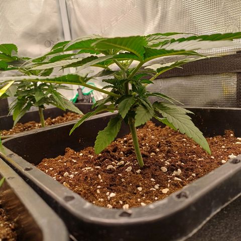 Wappa growlog timeline photo