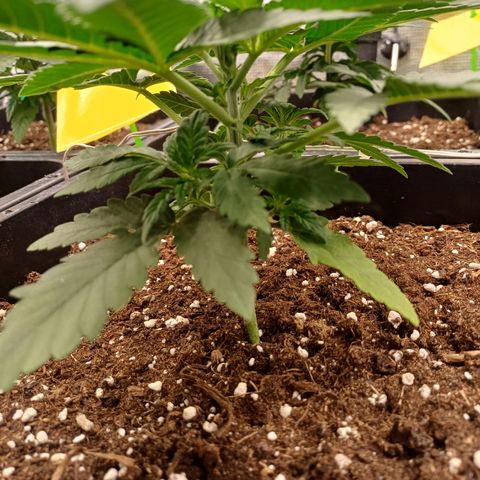 Wappa growlog timeline photo