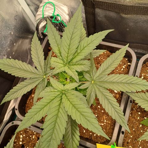 Wappa growlog timeline photo