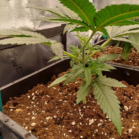 Wappa growlog timeline photo
