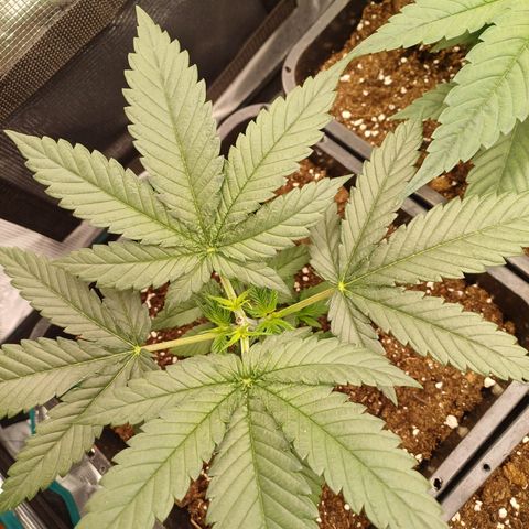 Wappa growlog timeline photo