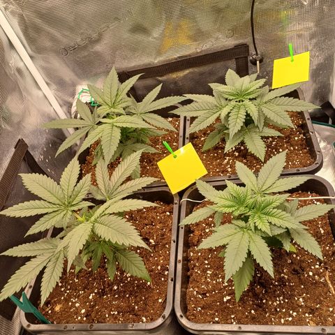 Wappa growlog timeline photo