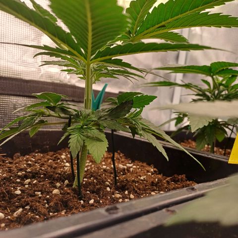 Wappa growlog timeline photo