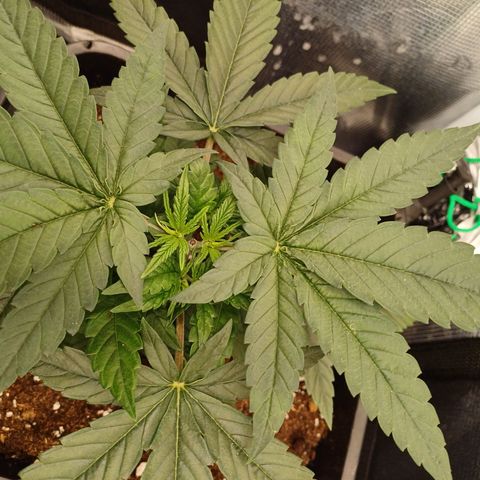 Wappa growlog timeline photo