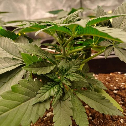 Wappa growlog timeline photo