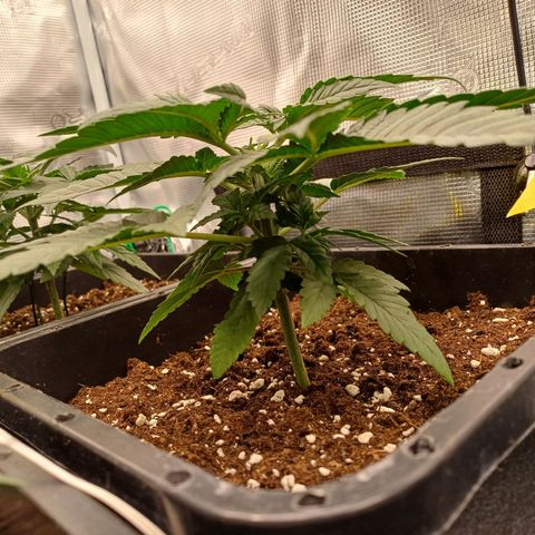 Wappa growlog timeline photo
