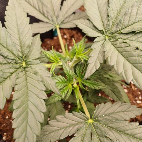 Wappa growlog timeline photo