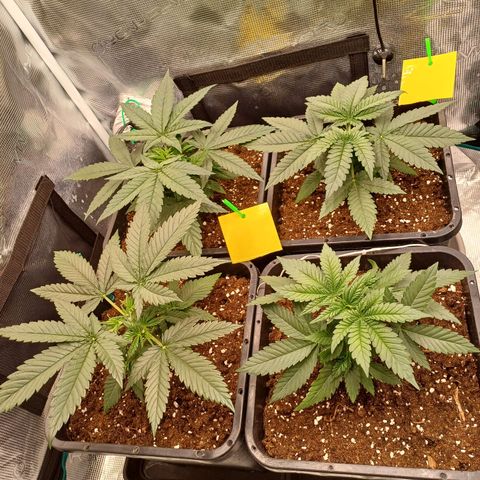 Wappa growlog timeline photo