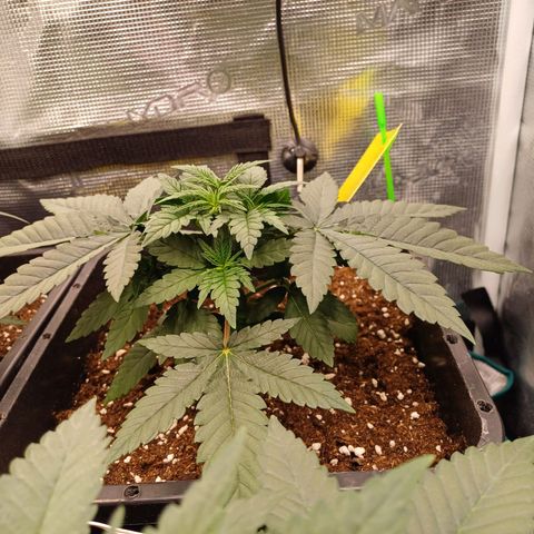 Wappa growlog timeline photo