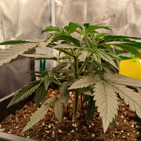 Wappa growlog timeline photo