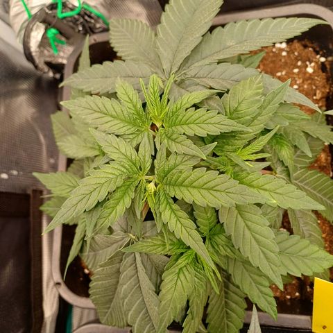 Wappa growlog timeline photo