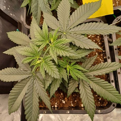 Wappa growlog timeline photo