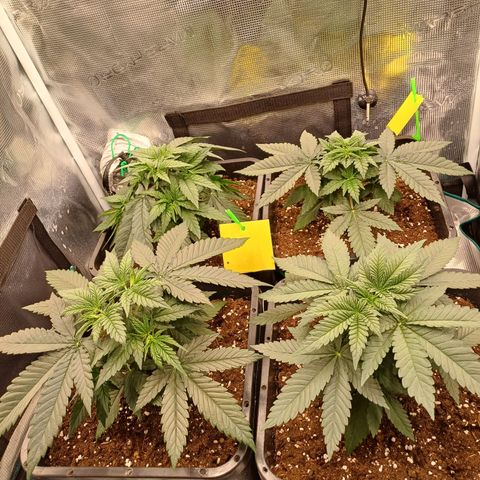 Wappa growlog timeline photo