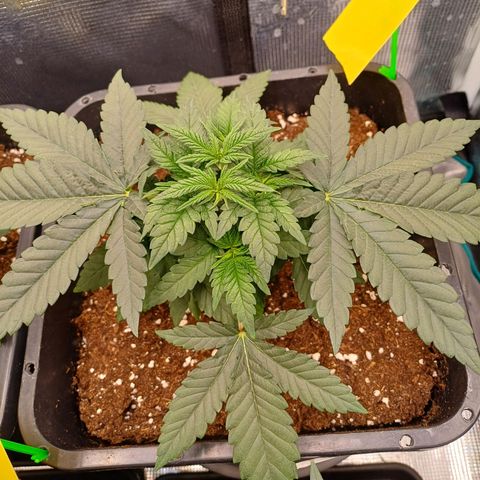 Wappa growlog timeline photo