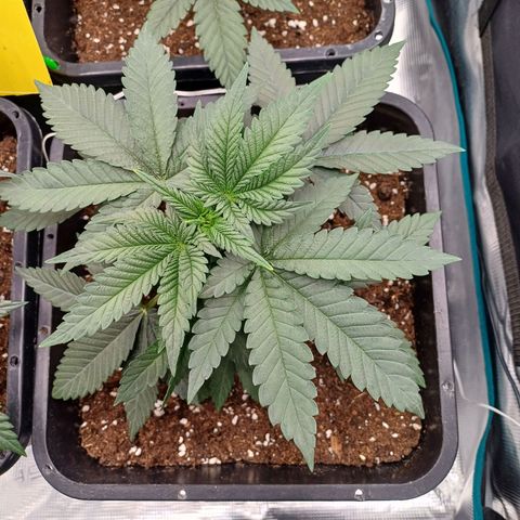 Wappa growlog timeline photo