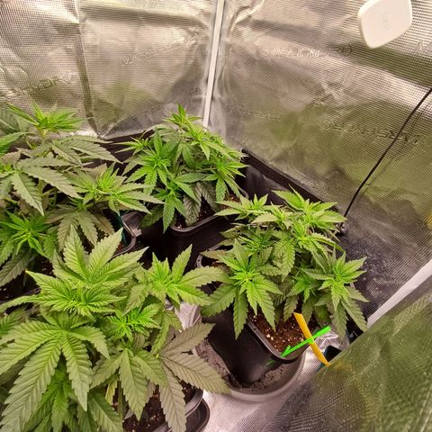 Wappa growlog timeline photo