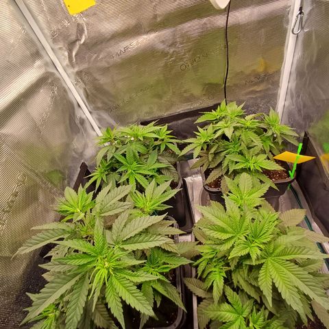 Wappa growlog timeline photo