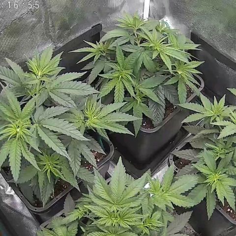 Wappa growlog timeline photo
