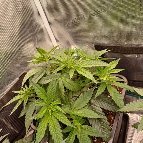 Wappa growlog timeline photo