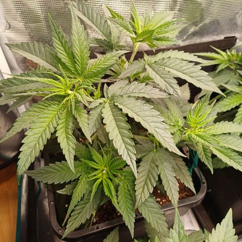 Wappa growlog timeline photo
