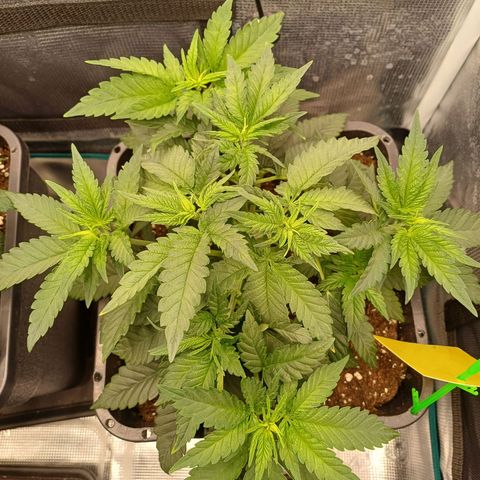 Wappa growlog timeline photo