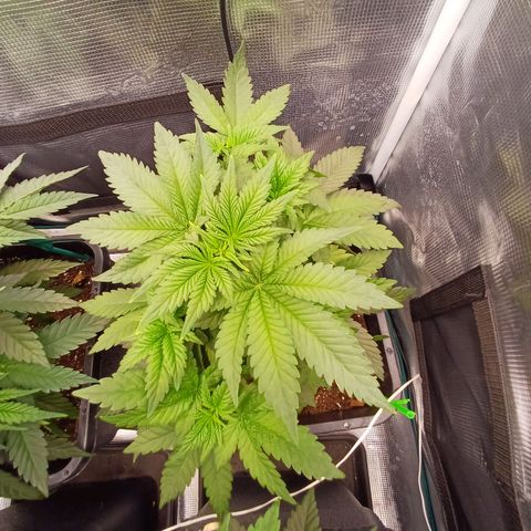 Wappa growlog timeline photo