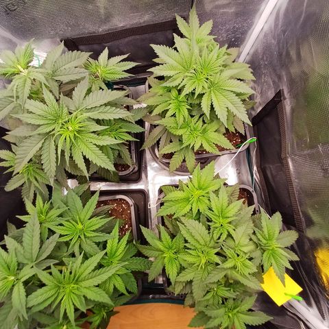 Wappa growlog timeline photo