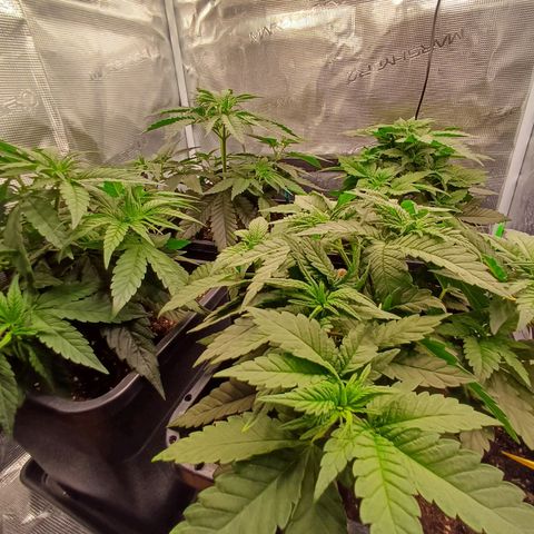 Wappa growlog timeline photo