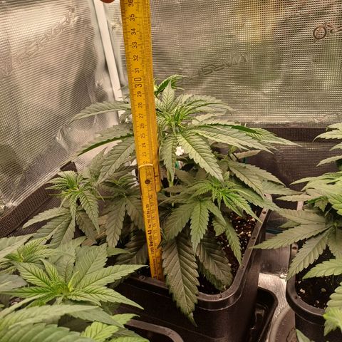 Wappa growlog timeline photo