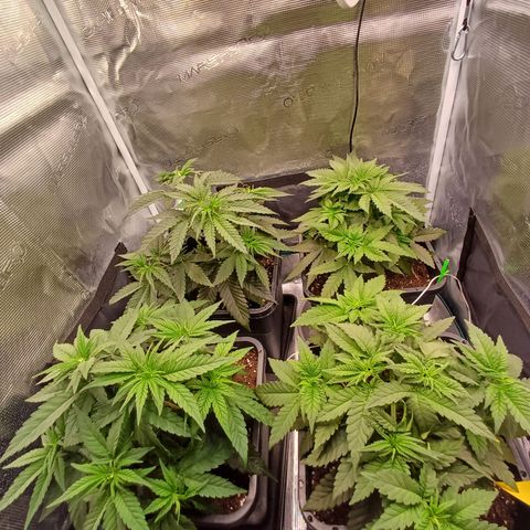 Wappa growlog timeline photo