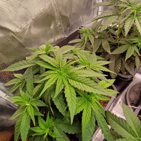 Wappa growlog timeline photo