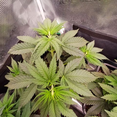 Wappa growlog timeline photo