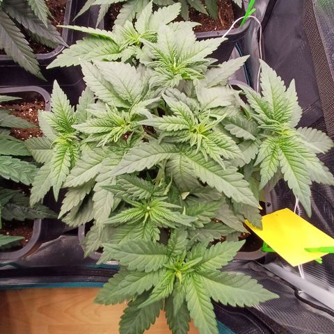 Wappa growlog timeline photo