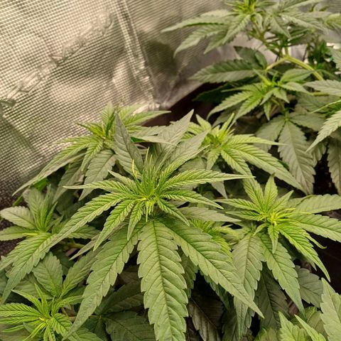 Wappa growlog timeline photo