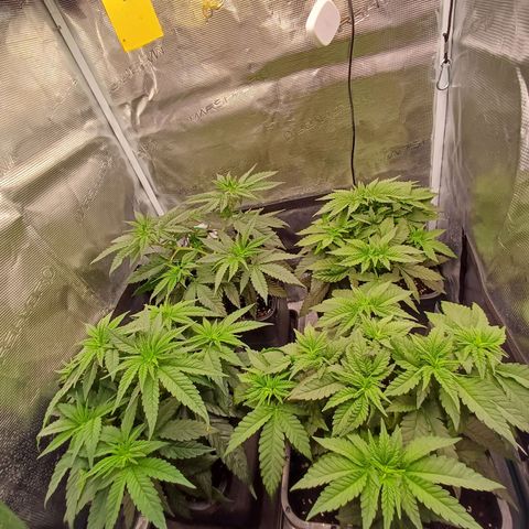 Wappa growlog timeline photo
