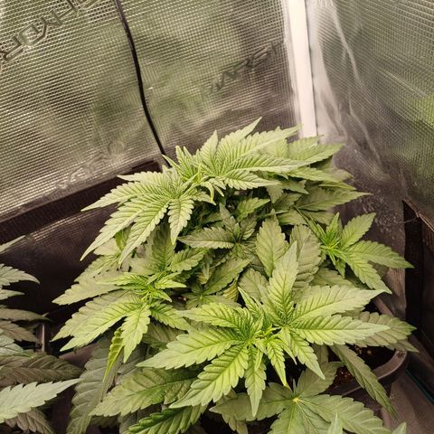 Wappa growlog timeline photo