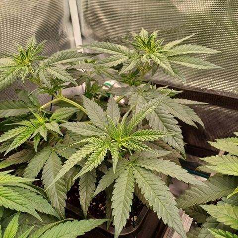 Wappa growlog timeline photo