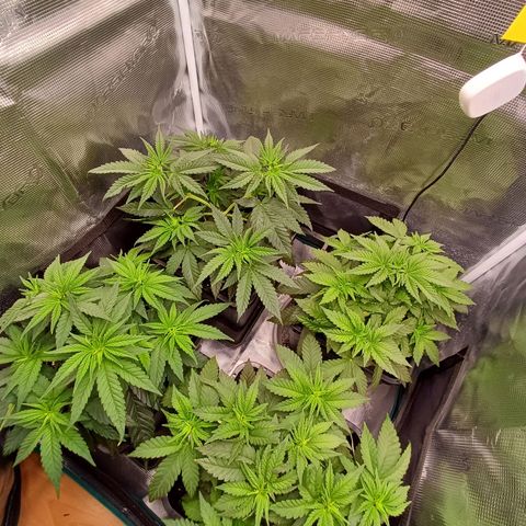 Wappa growlog timeline photo