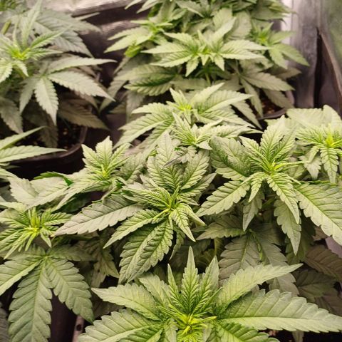 Wappa growlog timeline photo