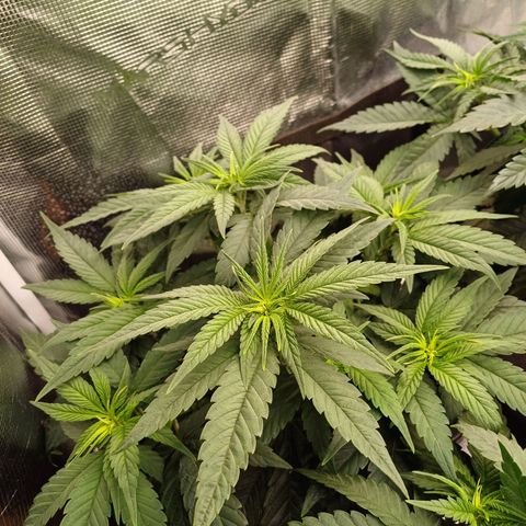 Wappa growlog timeline photo