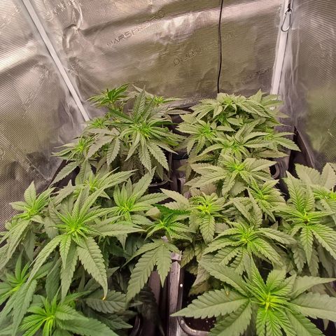 Wappa growlog timeline photo