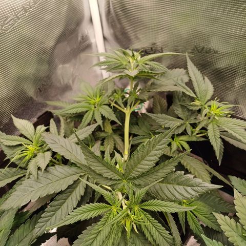 Wappa growlog timeline photo