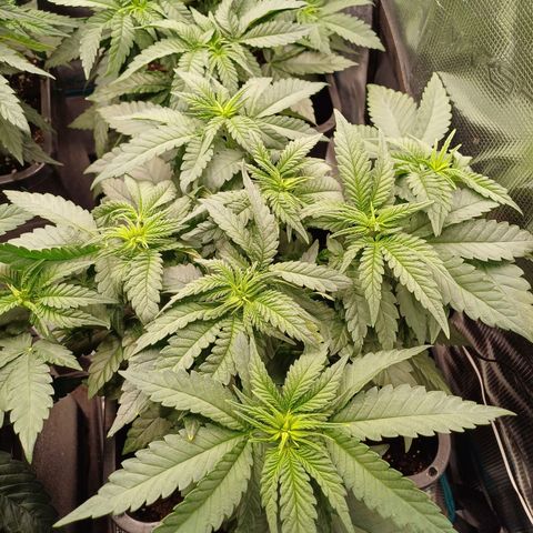 Wappa growlog timeline photo