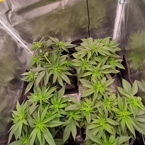 Wappa growlog timeline photo
