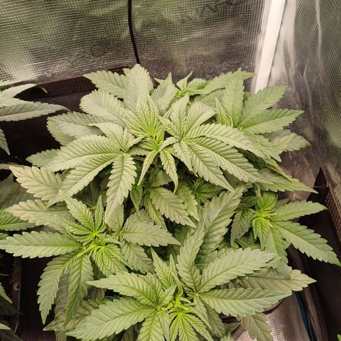 Wappa growlog timeline photo