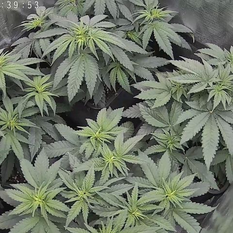 Wappa growlog timeline photo