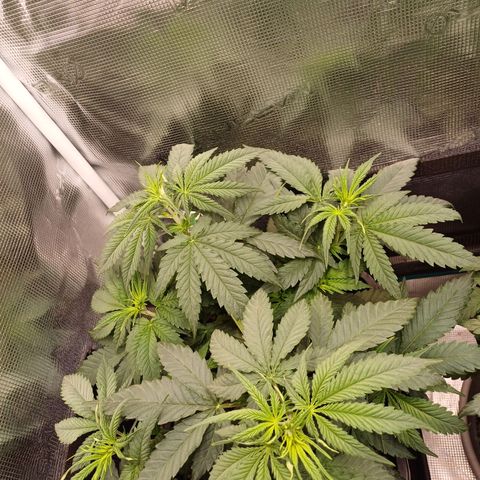 Wappa growlog timeline photo